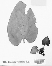 Puccinia violae image